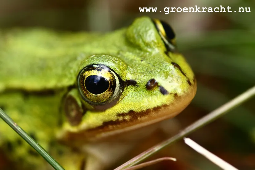 kikker groenkracht