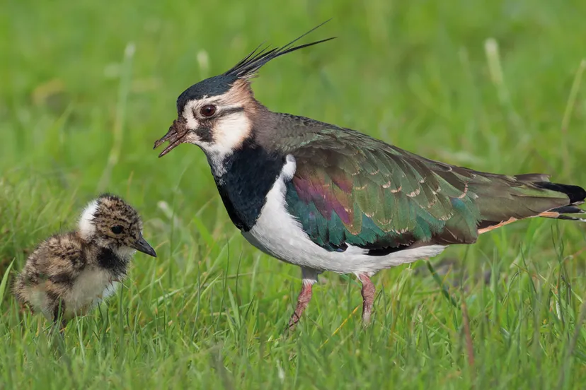 kiviet shutterstock 199614104