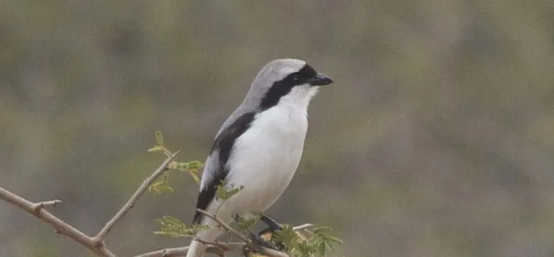 klapekster3 e1475880066885