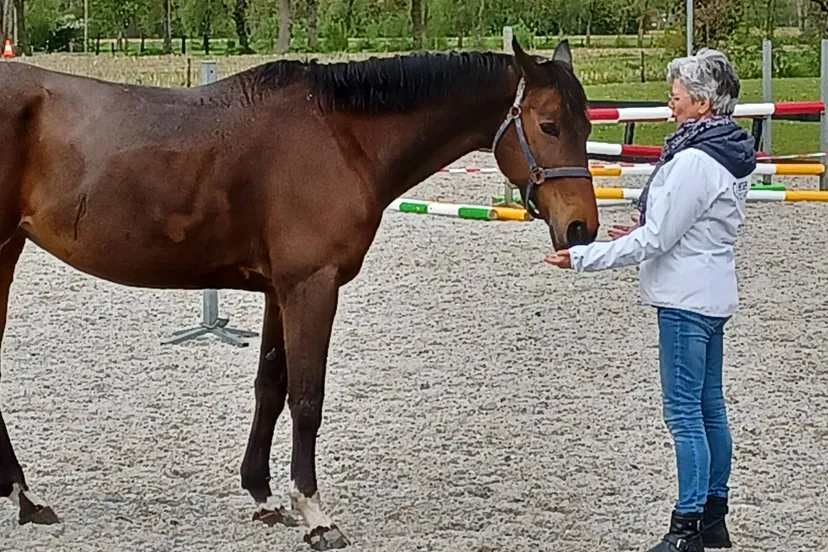 koekange paarden vitality2