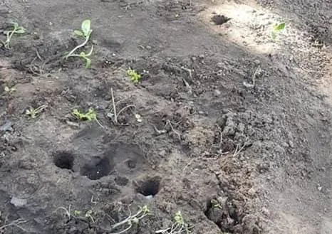 koekange rozebottel moestuin1a