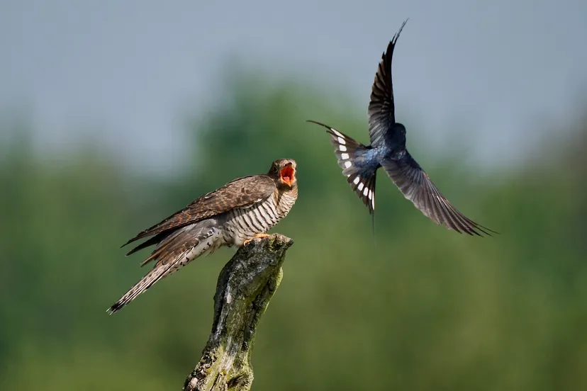 koekoek en boerenzwaluw foto johan vos