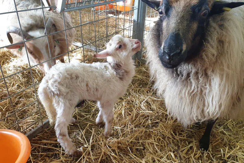 lammertiid michel poelenije