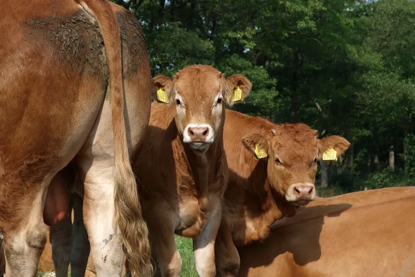 limousinkoeien