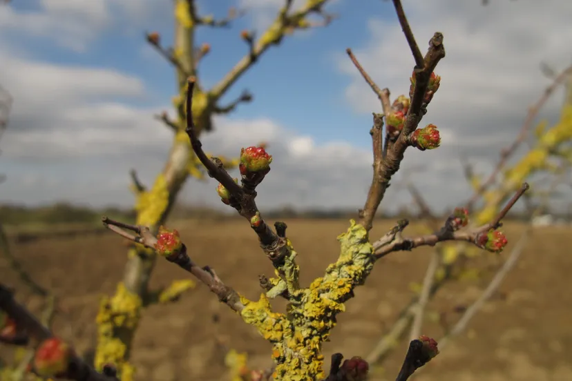lo07687 meidoorn kristianne vd put