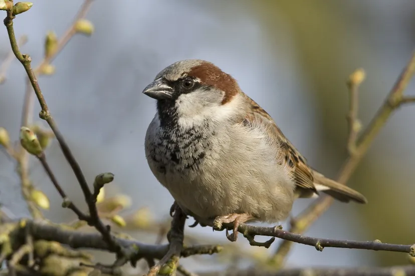 lo16110 mus jacob vd weele