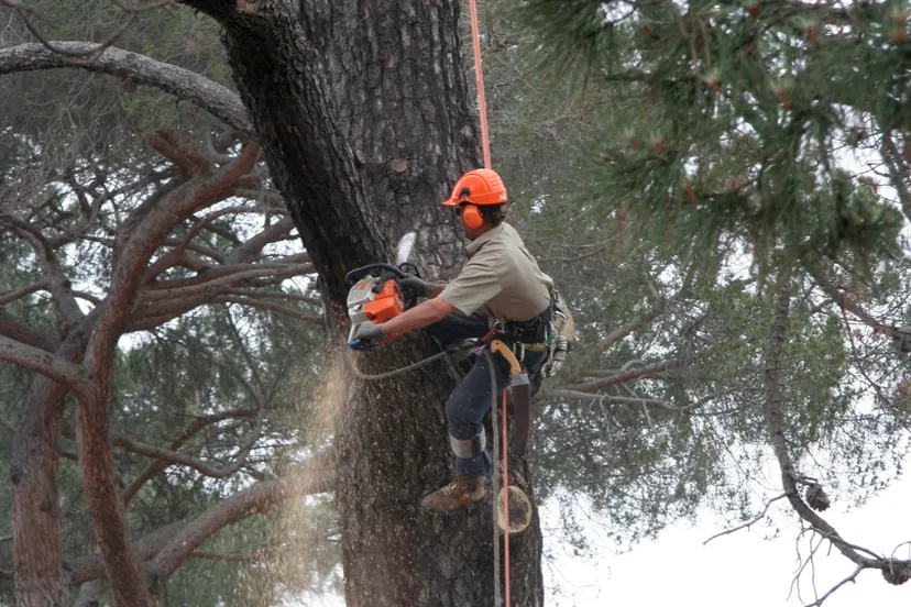 macinate fotercom cc by