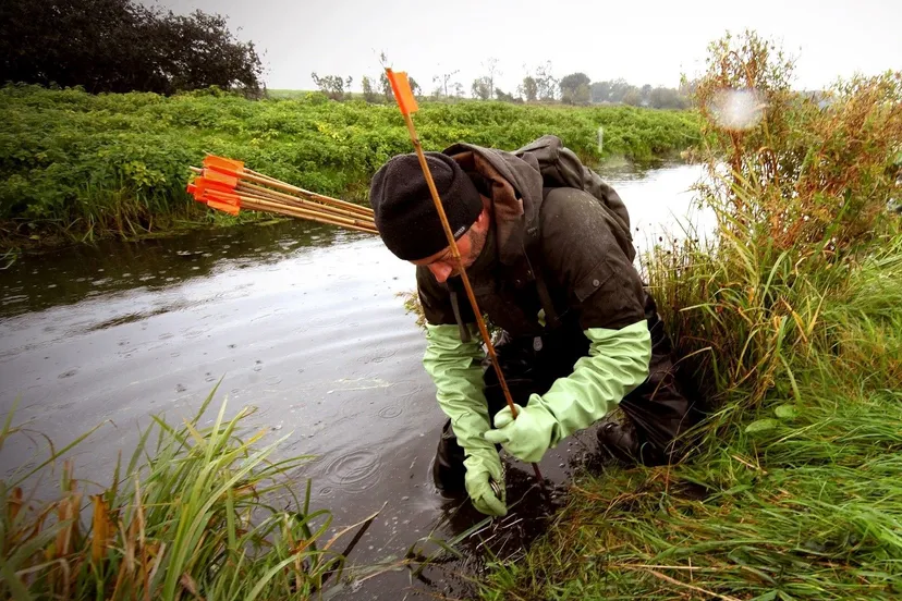 muskusrattenbestrijding1