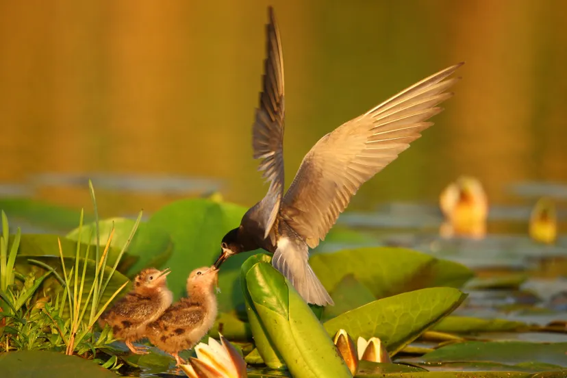 namo71150 zwarte stern met jongen foto natuurmonumenten