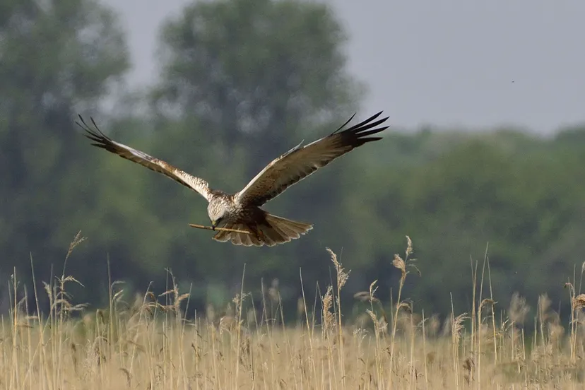 namo91128 grauwe kiekendief luut niemeijer 002