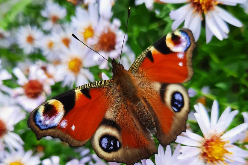 natuur dagpauwoog foto joop verburg