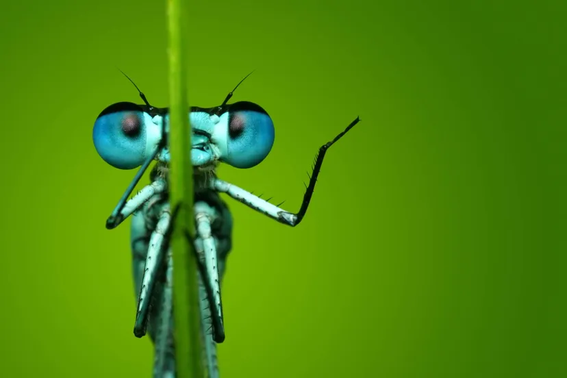 natuurmonumenten 01 azuurwaterjuffer