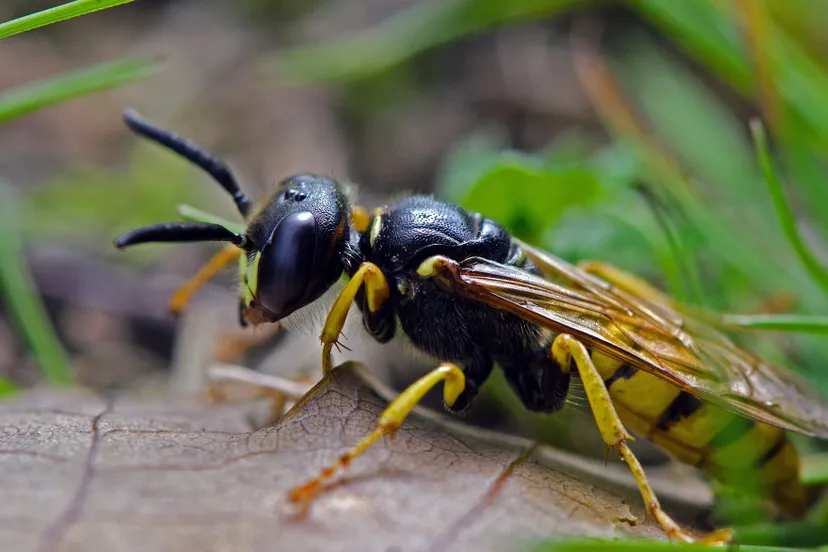 nmrg21613 bijenwolf ben walet