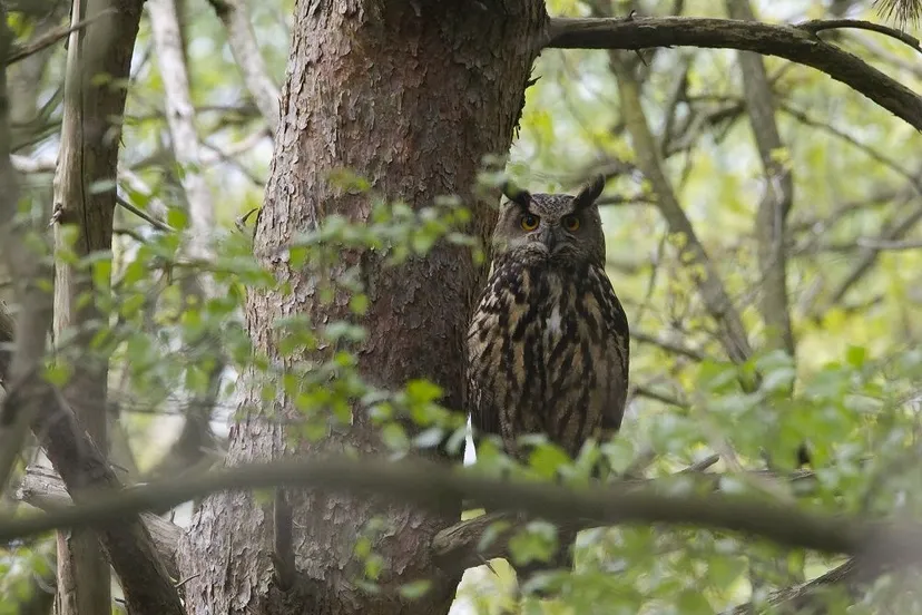 oehoe jacob van der weele