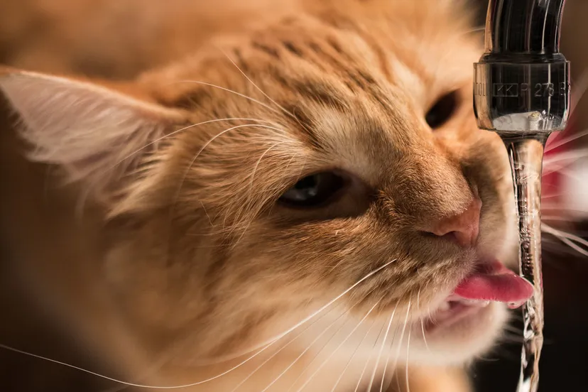 ooosylvainoooo foter cc by