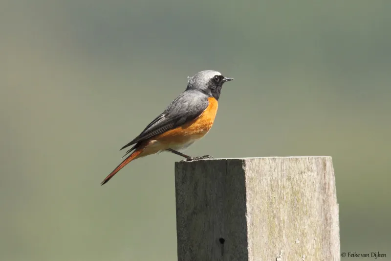 opstap 0105 gekraagde roodstaart foto f van dijken