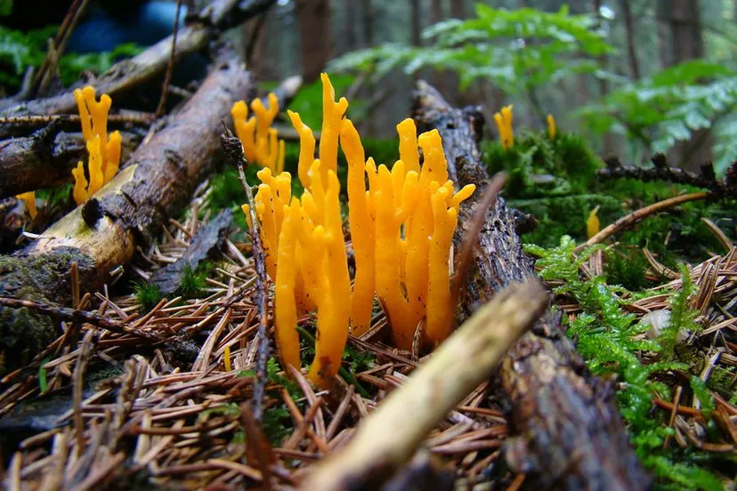 opstap 1010 kleverig koraalzwammetje foto joop verburg