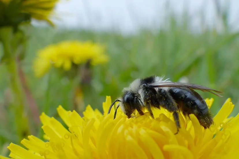 opstap 1508 mark zekhuis wilde bij