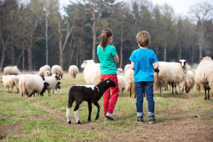 opstap 1704 dwveld lammetje pauline joosten