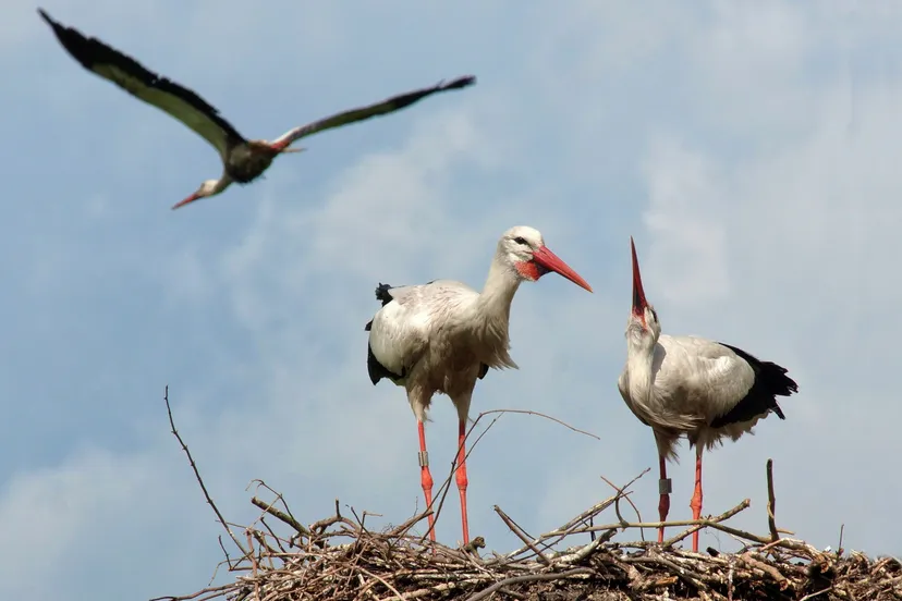 opstap 1807 ooievaars foto john dekker het drentse landschap