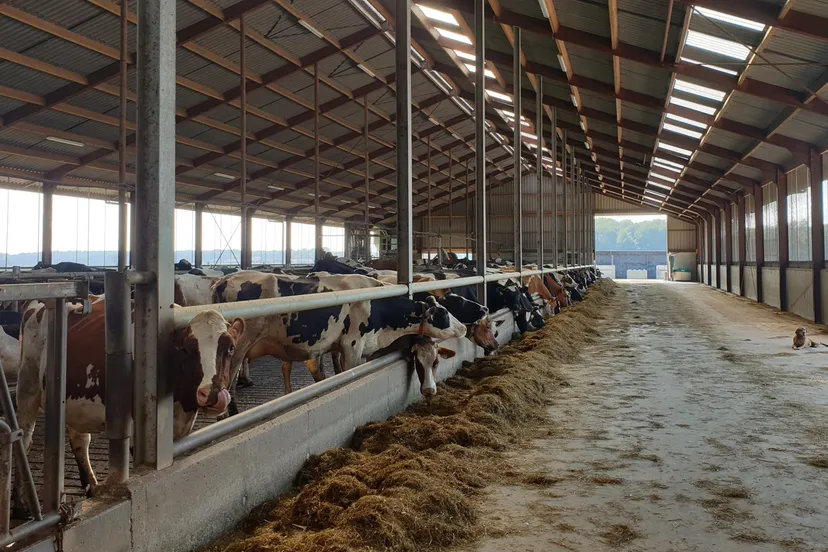 opstap 1809 green mountain melkveebedrijf tiendeveen 2 2 002