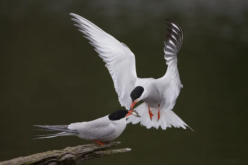 opstap 2003 natuurmonumenten dick van egmond namo71151