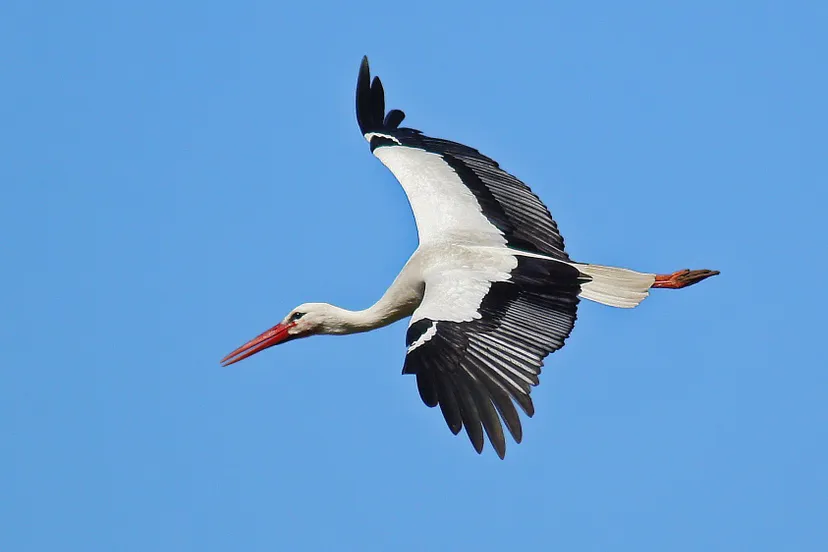 opstap 2407 ooievaar 03 2014 foto john dekker1 1 002