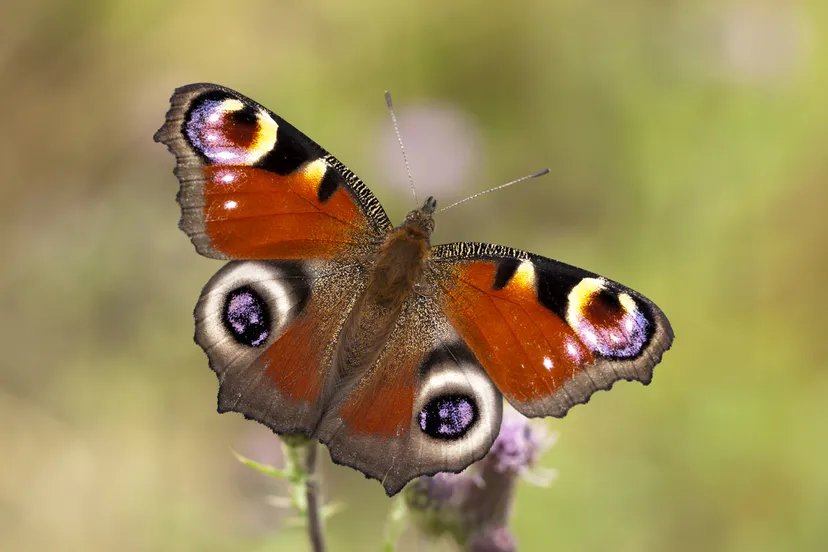 opstap 3001 dagpauwoog foto joop verburg 002