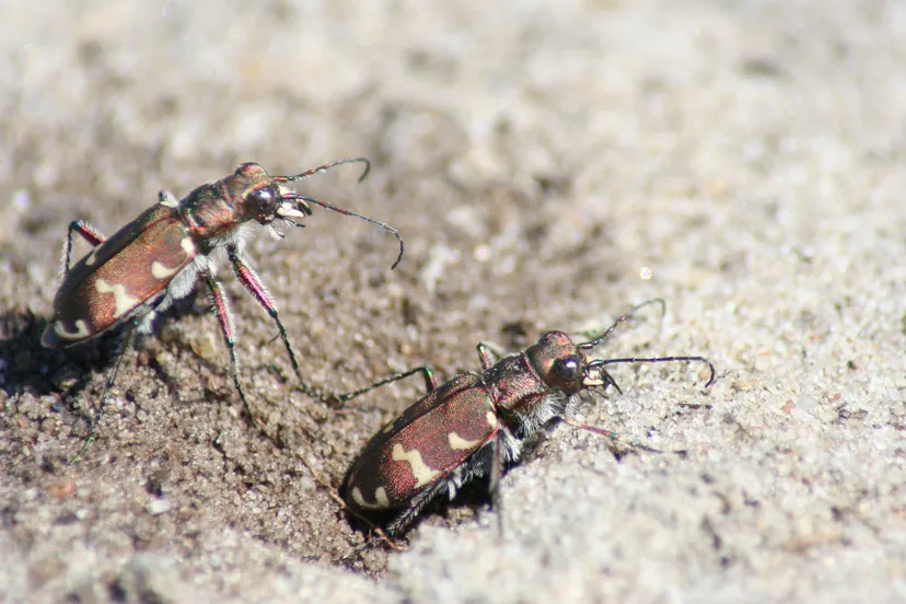 opstap basterdzandloopkever