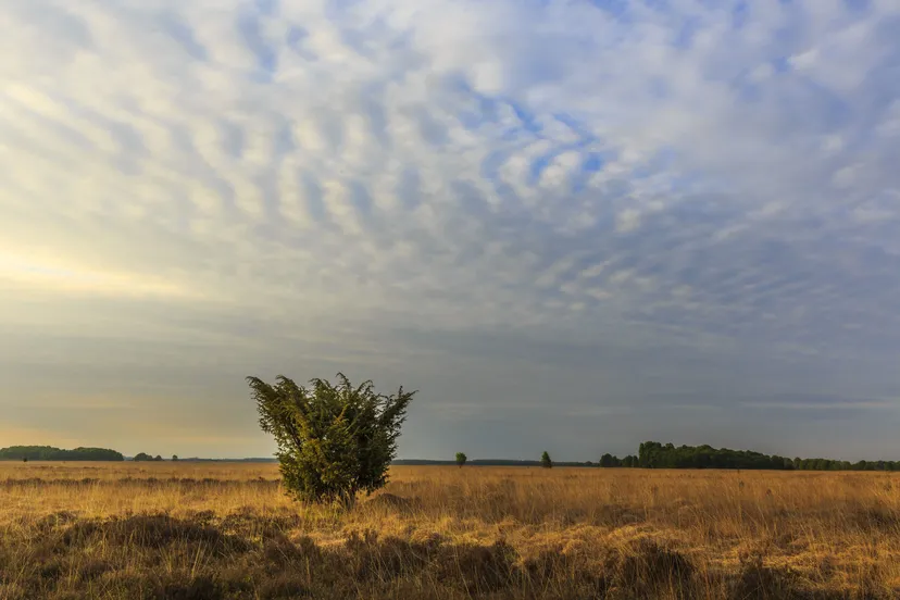 opstap0708 grote stille heide dwingelderveld geurt besselink 002