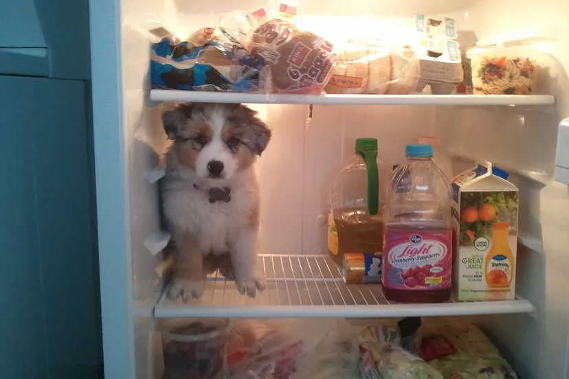 otterbox foter cc by nd