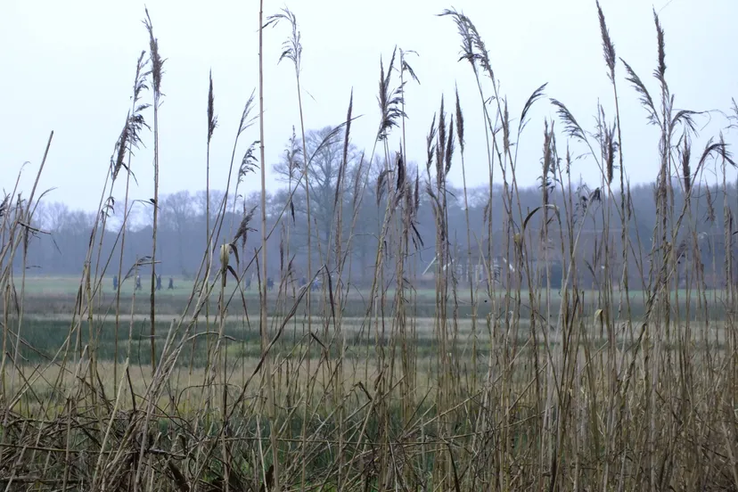 oud avereest expo david de graaf