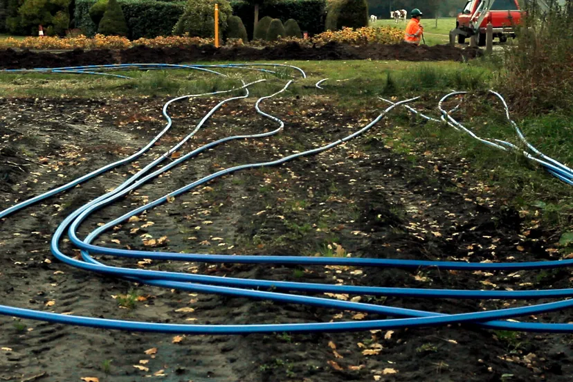 paarse buiskabel koekange