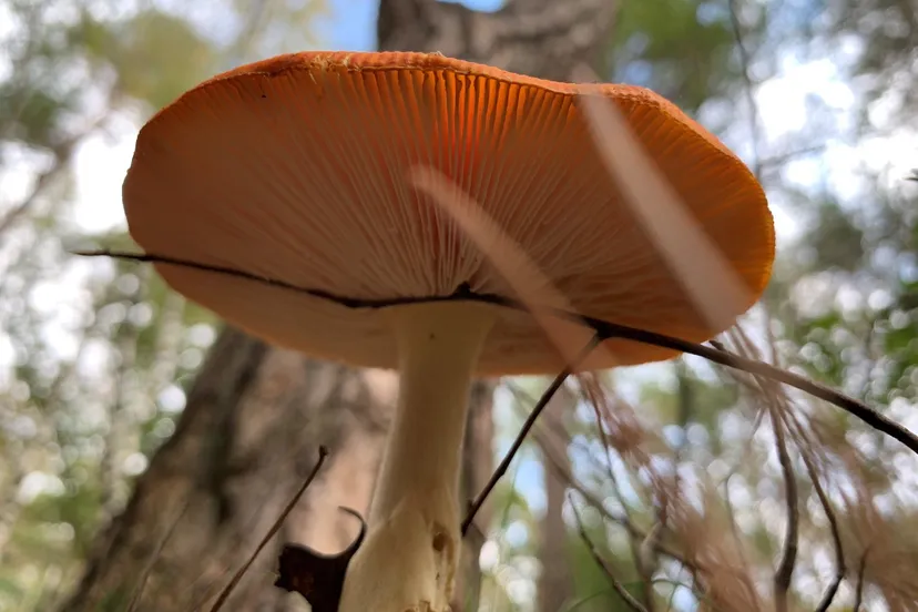 paddenstoelen marcel