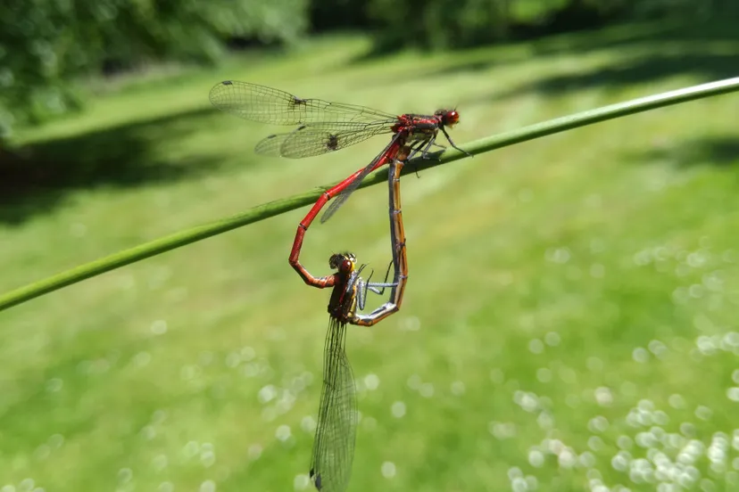 paringswiel juffers op natuurbegraafplaats