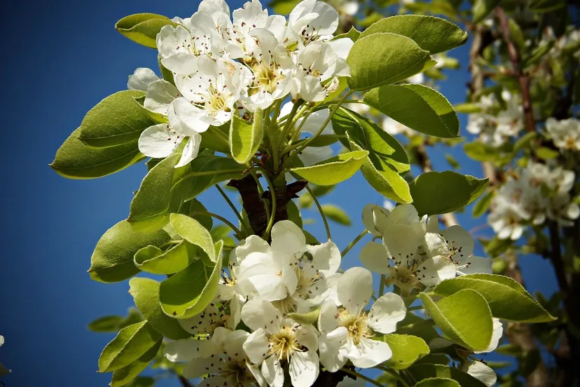 pear blossom 545711 960 720