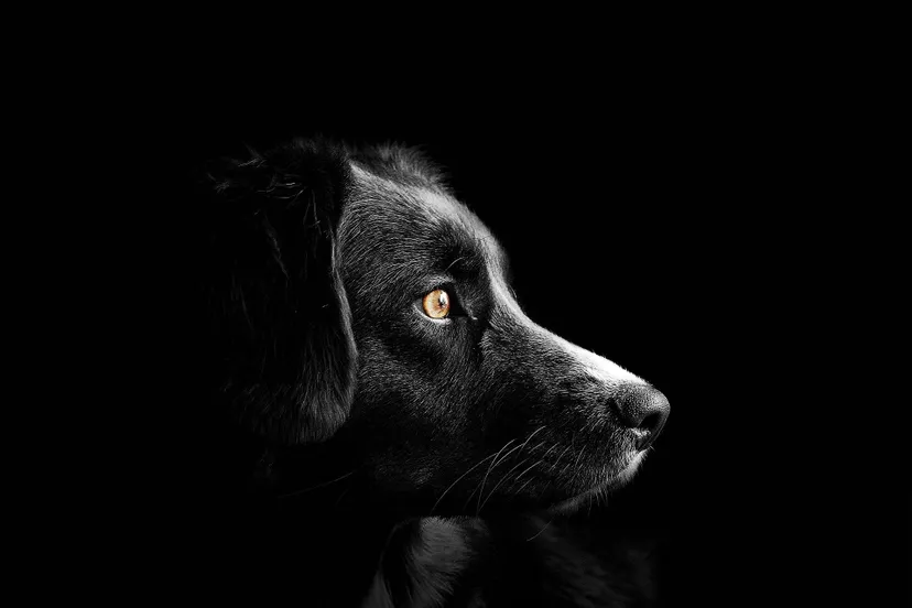 pixabay hond