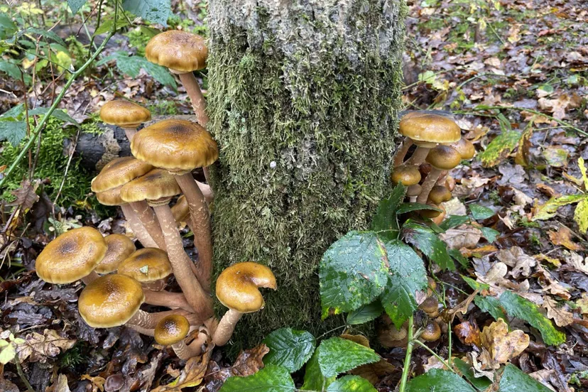 pn paddestoelen