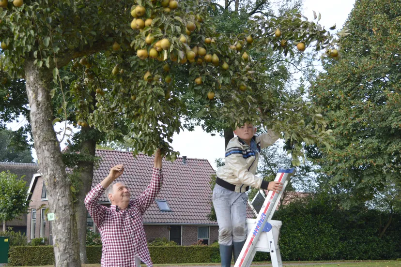 pn01102016 perenpluk6