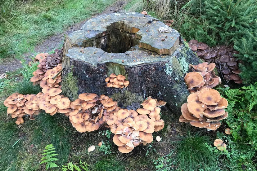 pn01112018 elfenbak koekangerveld