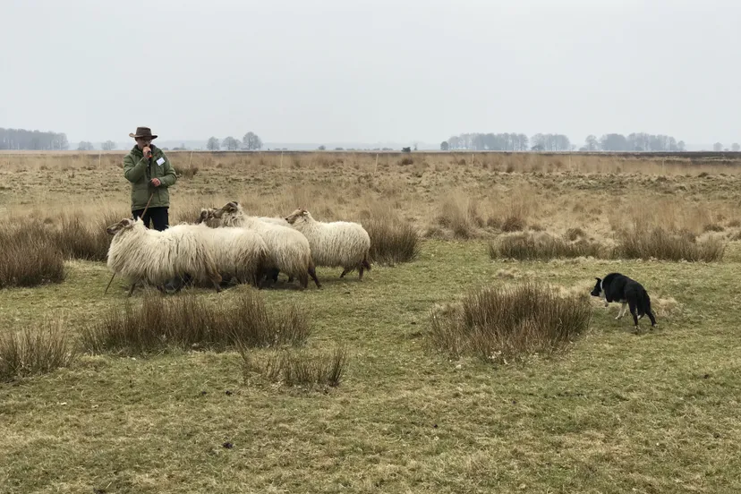 pn02042018 lammetjesdag ruinen5