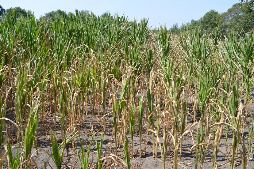 pn03082018 mais gaat kapot2