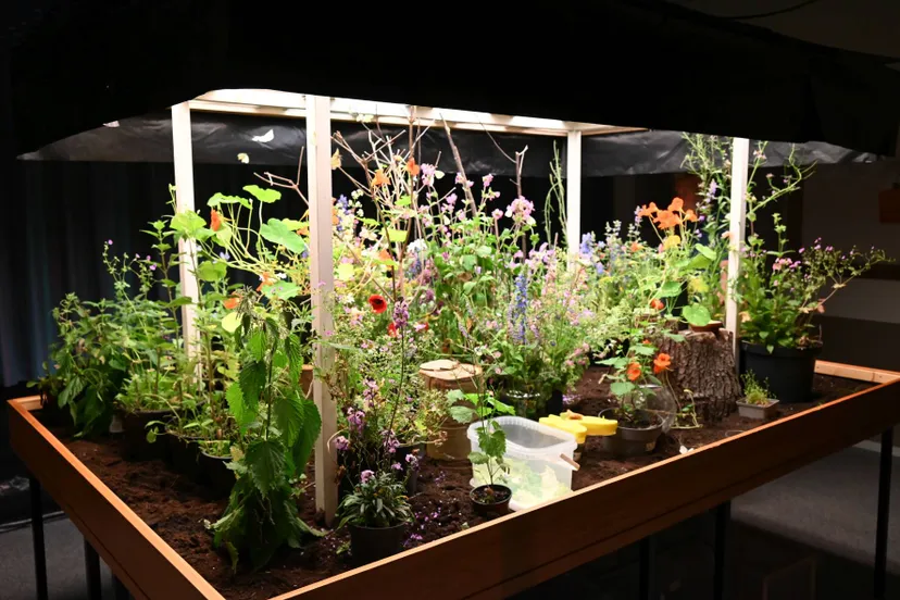 pn07062023 zuidwolde vlinderexpo8