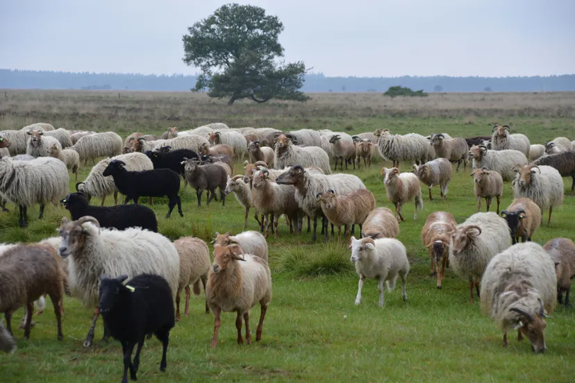 pn12062019 schapen ruinen dwingelderveld5