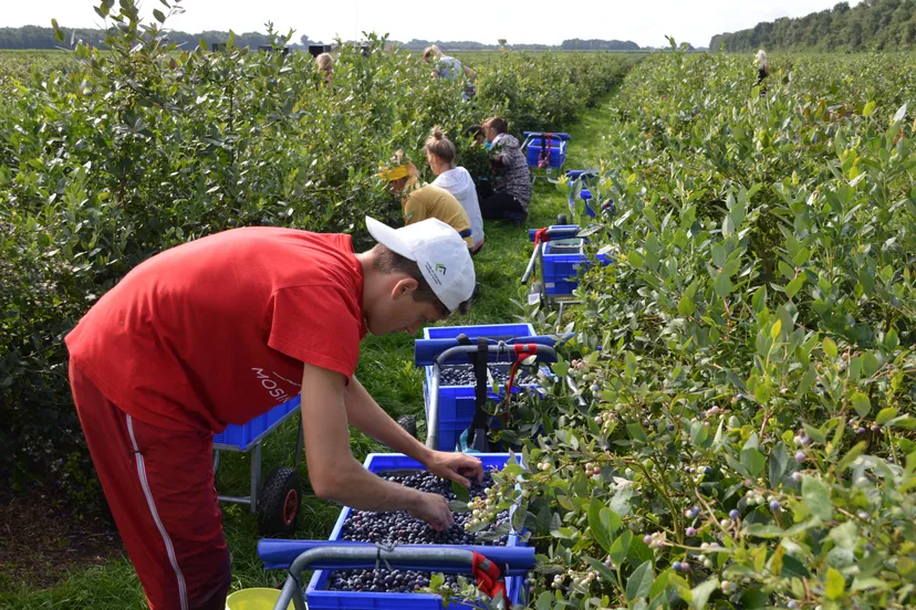 pn21082017 blauwe bessen drenthe3