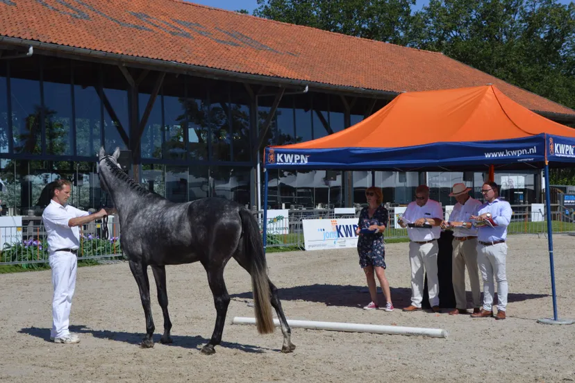 pn23072019 kwpn keuring1