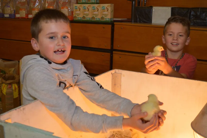 pn25102018 pelsenpluim dwn1