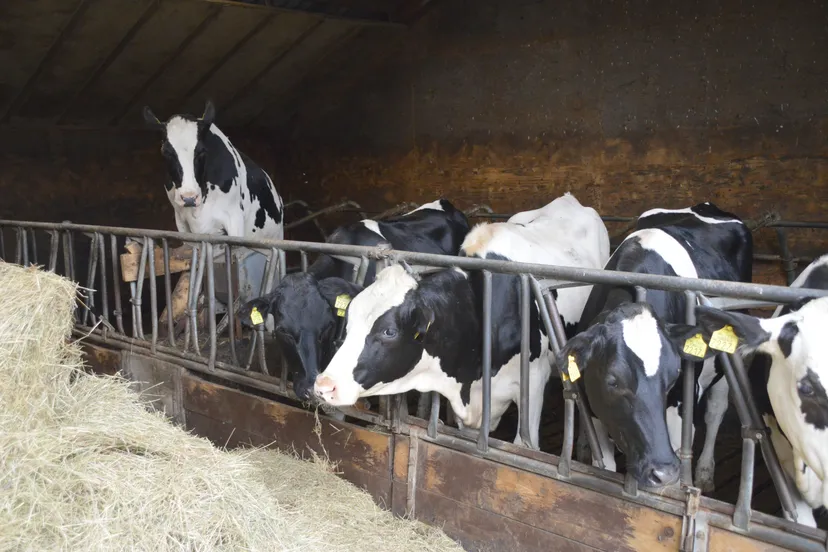 pn28072018 koeien de leeuw2