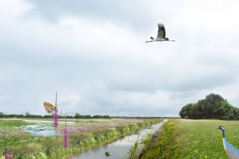 punthorst impressie streitenvaart project vledders en leijerhooilanden