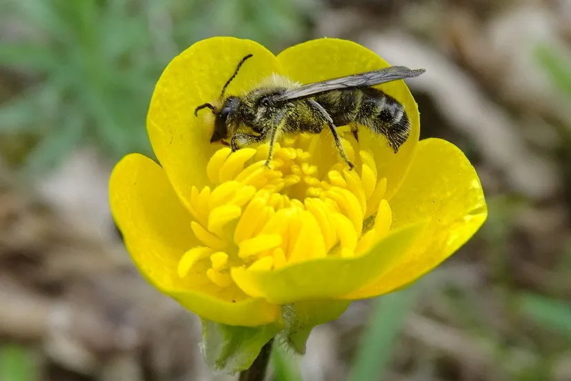 ranonkelbij op knolboterbloem